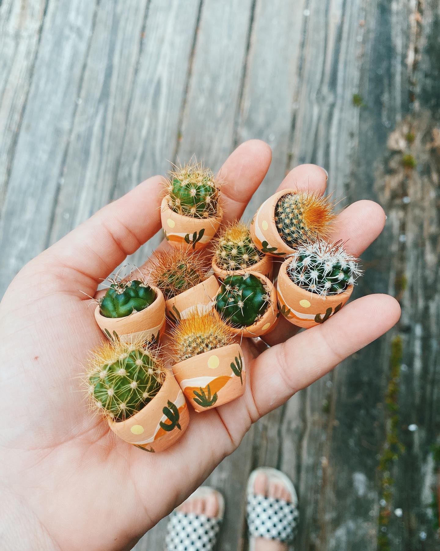A cute, handmade mini planter made for air plants or succulents. - handmade with concrete & hand painted. Includes airplant. o'berrys succulents