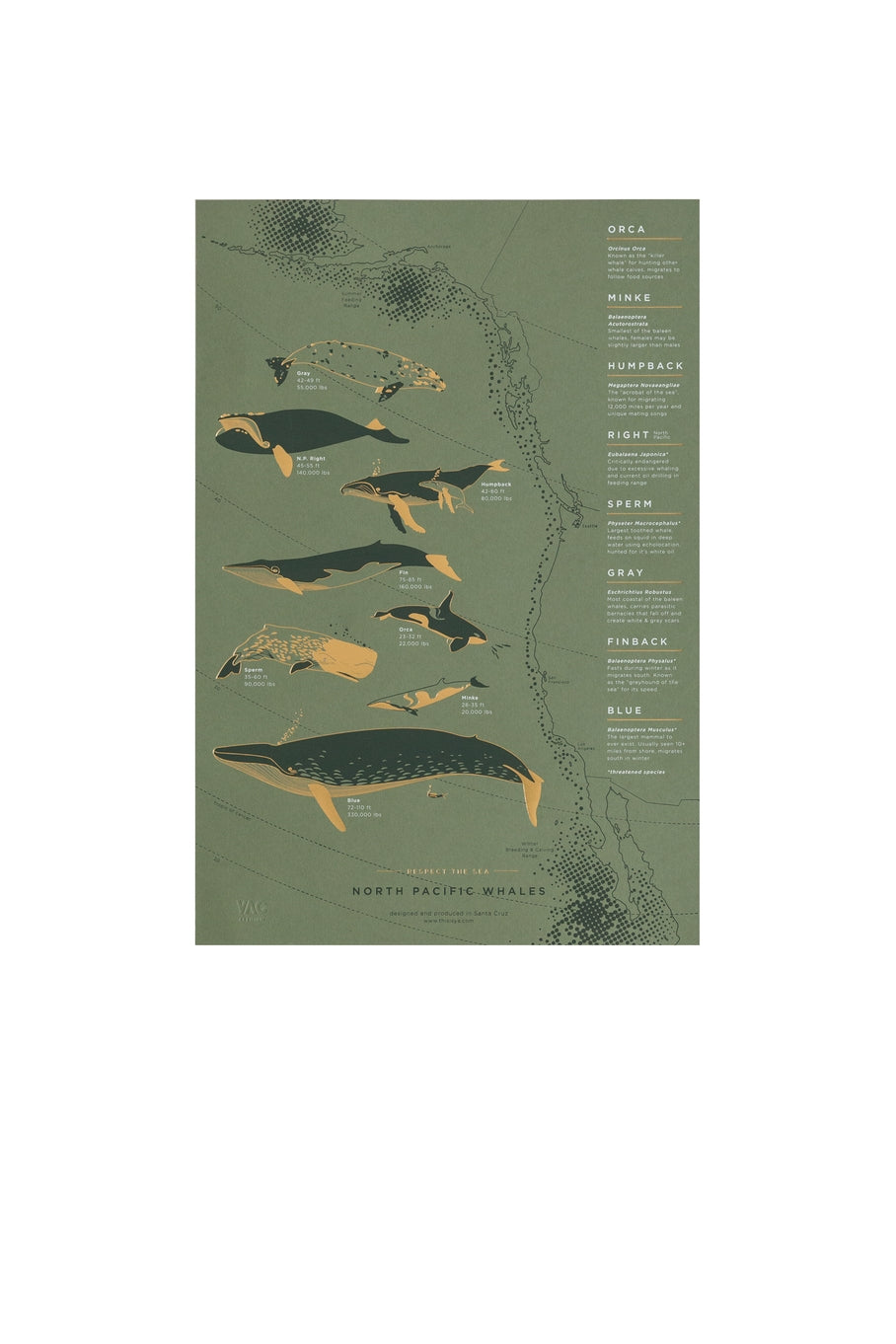 The North Pacific whale poster features eight whale species that migrate from Alaska to Mexico and back on an annual path of travel along the west coast, through the pacific waters. Great reference art that is both elegant and useful for your kitchen, dining room or kids room!