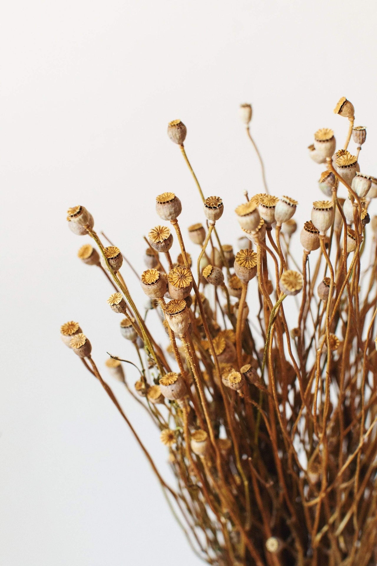This dried bouquet is carefully arranged by a team of designers in Idlewild Floral Co's California studio, and are made of beautifully preserved long lasting flowers. Perfect paired with a bud vase or as a gift for any occasion. Each bouquet is 22-24" tall and 11-12" wide wrapped.