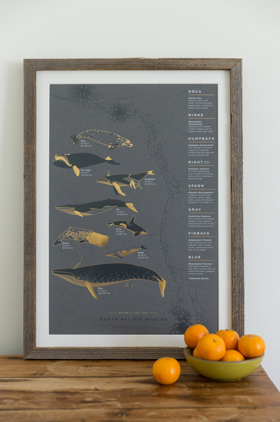 The North Pacific whale poster features eight whale species that migrate from Alaska to Mexico and back on an annual path of travel along the west coast, through the pacific waters. Great reference art that is both elegant and useful for your kitchen, dining room or kids room!