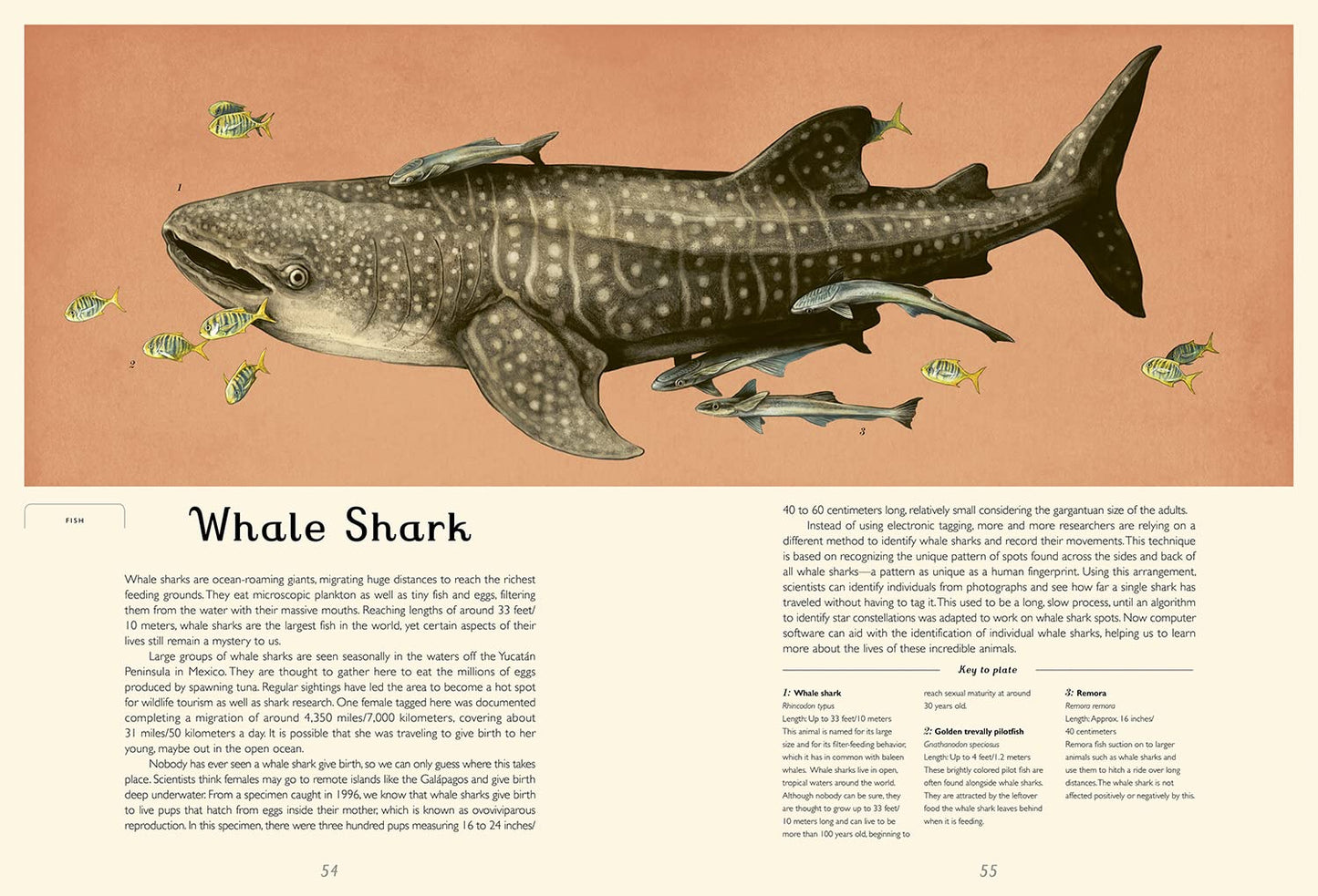 Oceanarium: Welcome to the Museum - This stunning new offering from the Welcome to the Museum series guides readers around the world's oceans. With expert text by marine biologist Loveday Trinick & stunning illustrations by Teagan White, travel the world and learn why it is so important that we protect our oceans.