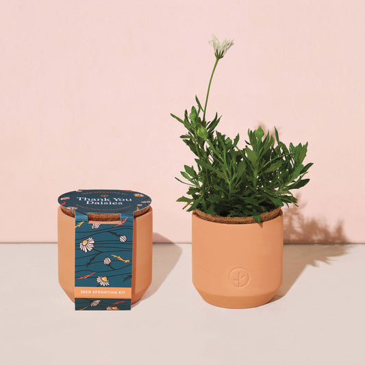 modern sprout tiny terracotta grow kits