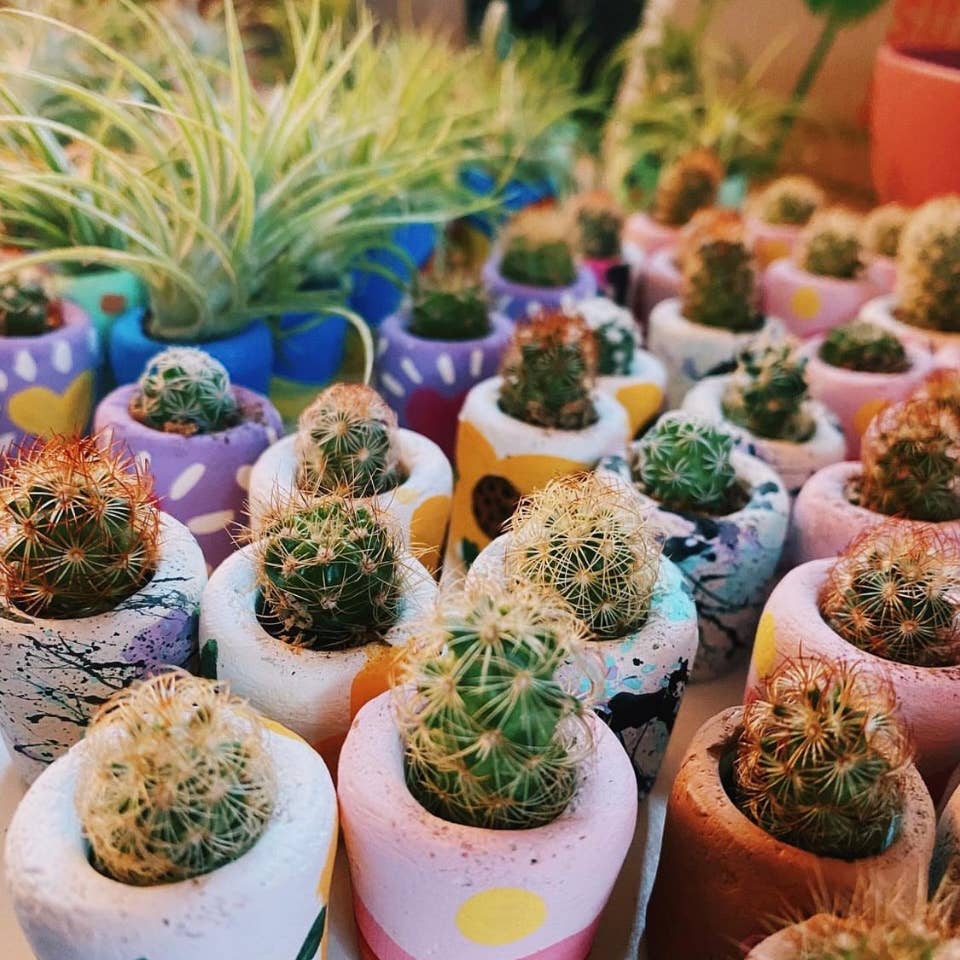 A cute, handmade mini planter made for air plants or succulents. - handmade with concrete & hand painted. Includes airplant. o'berrys succulents