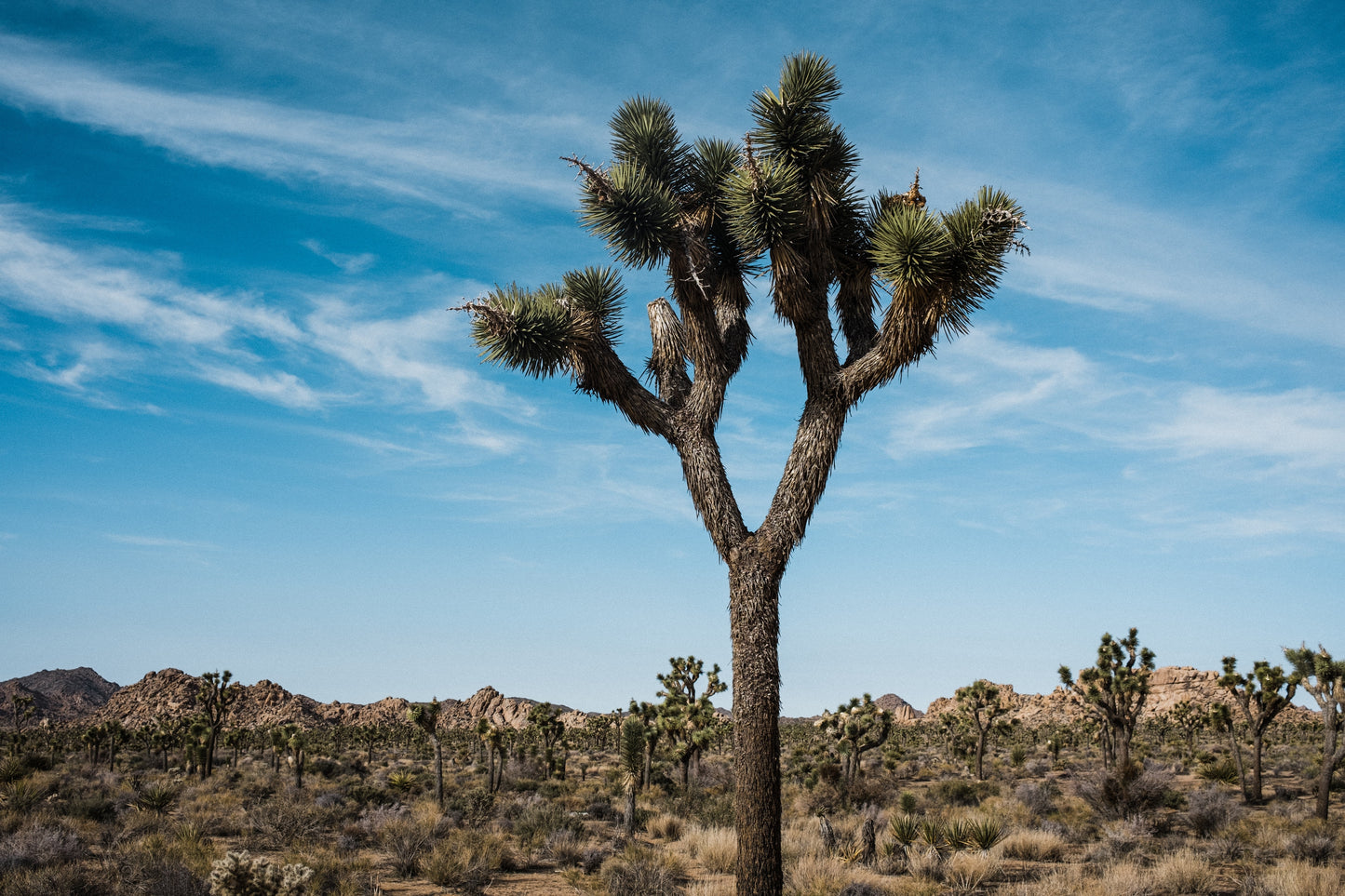 Jonsteens Joshua Tree Seed Grow Kit