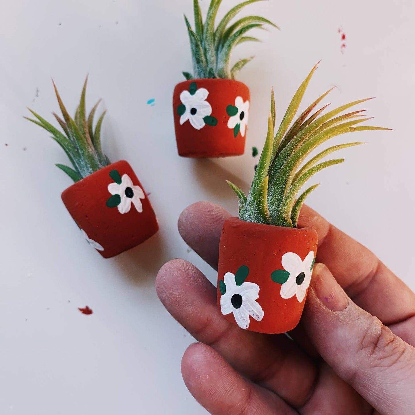 A cute, handmade mini planter made for air plants or succulents. - handmade with concrete & hand painted. Includes airplant. o'berrys succulents