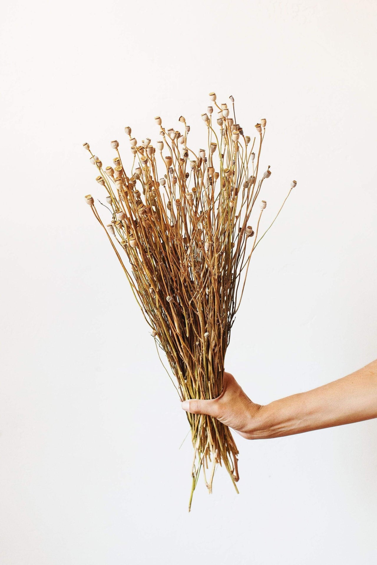 This dried bouquet is carefully arranged by a team of designers in Idlewild Floral Co's California studio, and are made of beautifully preserved long lasting flowers. Perfect paired with a bud vase or as a gift for any occasion. Each bouquet is 22-24" tall and 11-12" wide wrapped.