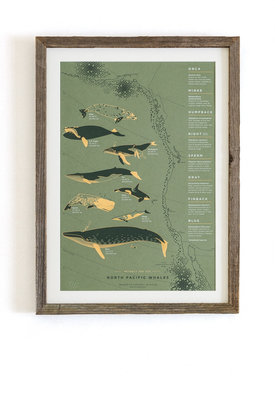 The North Pacific whale poster features eight whale species that migrate from Alaska to Mexico and back on an annual path of travel along the west coast, through the pacific waters. Great reference art that is both elegant and useful for your kitchen, dining room or kids room!