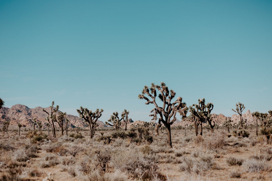 Joshua Tree Shopping Guide by Sustainable Shop Thread Spun