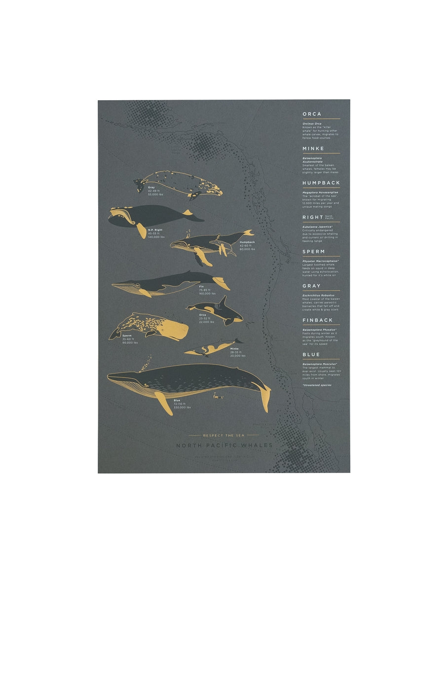 The North Pacific whale poster features eight whale species that migrate from Alaska to Mexico and back on an annual path of travel along the west coast, through the pacific waters. Great reference art that is both elegant and useful for your kitchen, dining room or kids room!