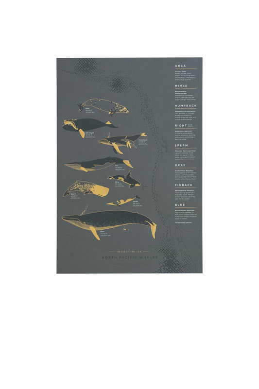 The North Pacific whale poster features eight whale species that migrate from Alaska to Mexico and back on an annual path of travel along the west coast, through the pacific waters. Great reference art that is both elegant and useful for your kitchen, dining room or kids room!