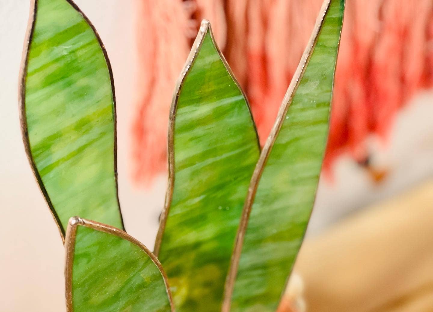Stained glass snake plant