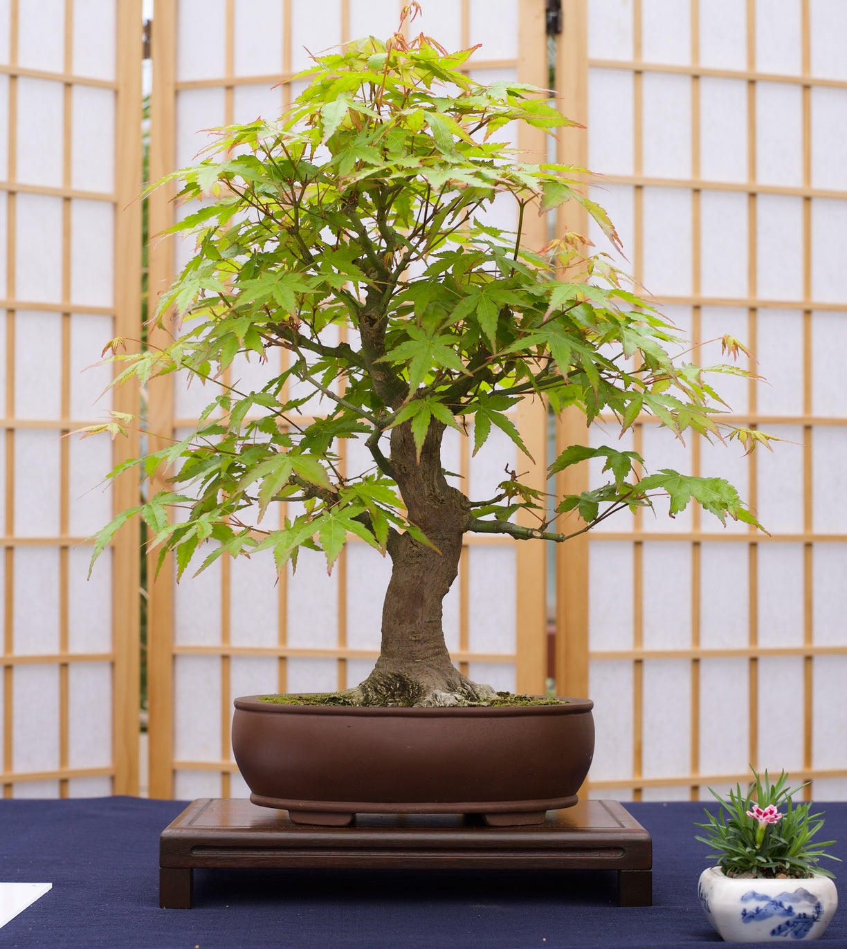 the jonsteen company bonsai tree grow kit - grow a bonsai tree from seed
