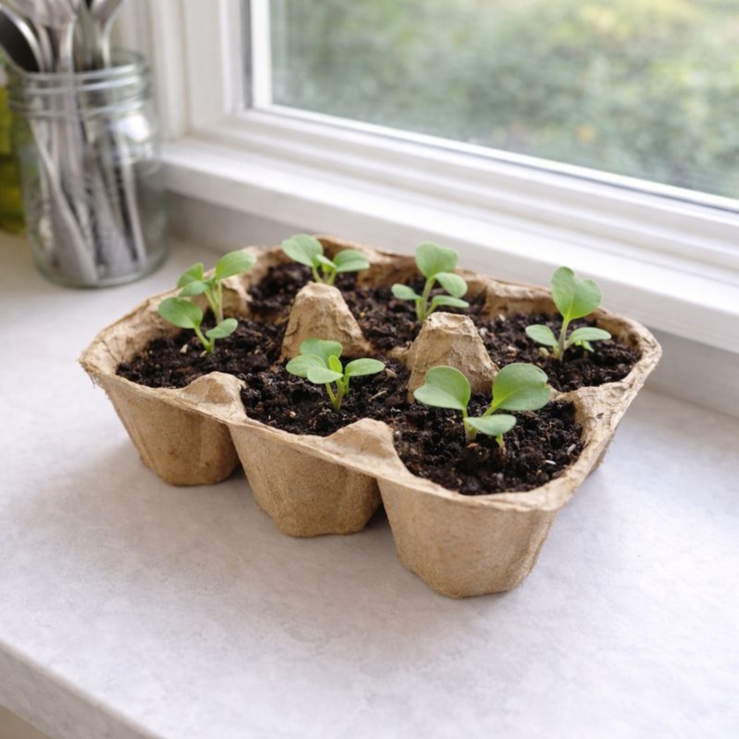 elseware unplug diy radish seed ball kit