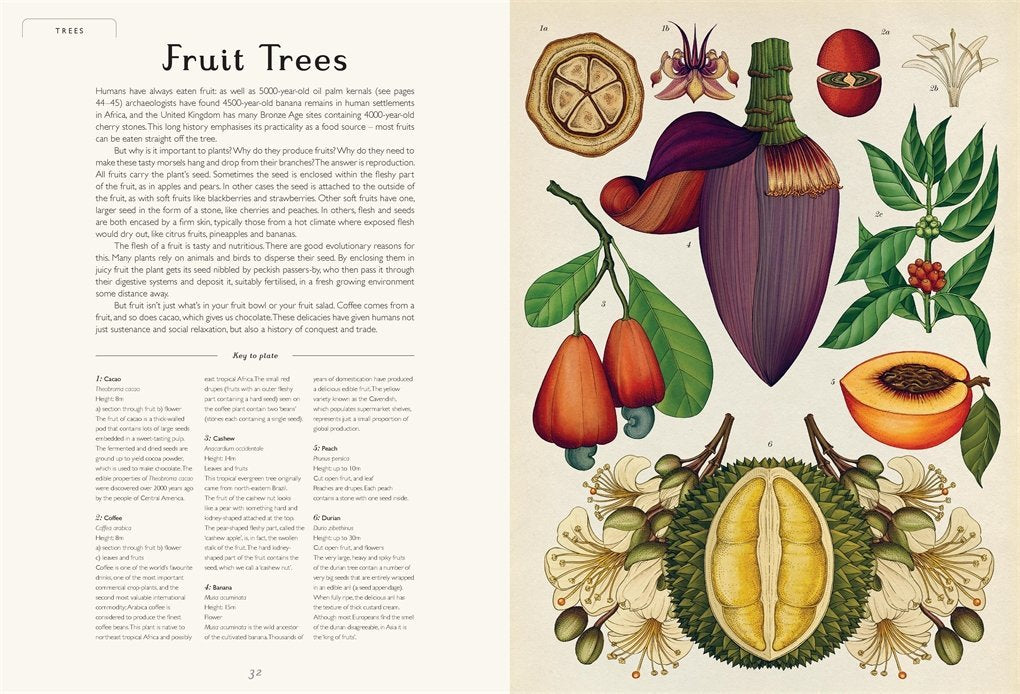 Botanicum: Welcome to the Museum - The 2017 offering from Big Picture Press's Welcome to the Museum series, Botanicum, is a brilliantly curated guide to plant life. From perennials to bulbs to tropical exotica, Botanicum is a wonderful feast of botanical knowledge complete with superb cross sections of how plants work.
