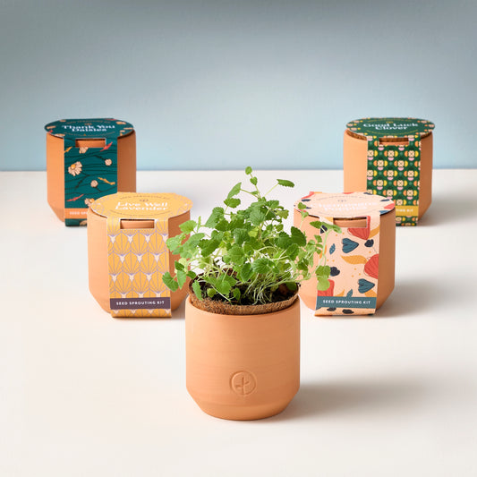 modern sprout tiny terracotta grow kits
