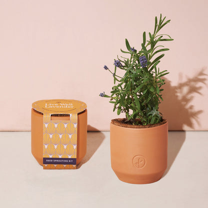 modern sprout tiny terracotta grow kits