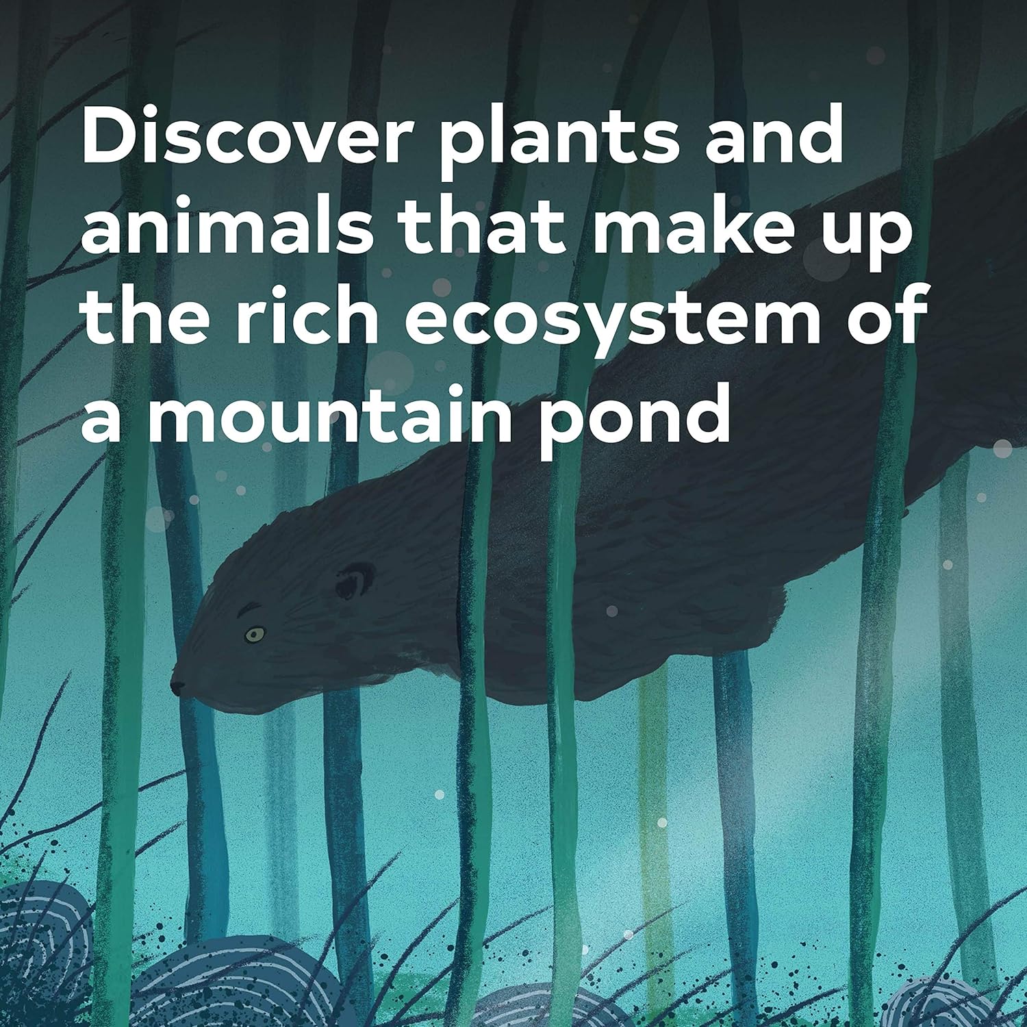 Kate Messner and Christopher Silas Neal bring to life a secret underwater world in this book. Readers will discover the plants and animals that make up the rich, interconnected ecosystem of a mountain pond.
