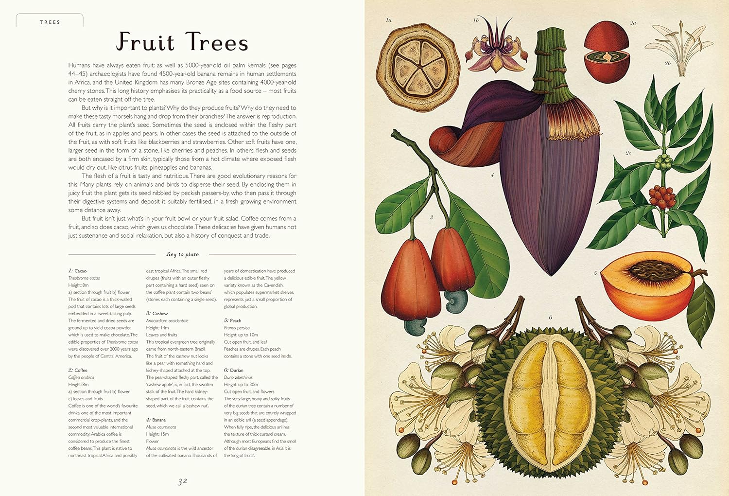Botanicum: Welcome to the Museum - The 2017 offering from Big Picture Press's Welcome to the Museum series, Botanicum, is a brilliantly curated guide to plant life. From perennials to bulbs to tropical exotica, Botanicum is a wonderful feast of botanical knowledge complete with superb cross sections of how plants work.