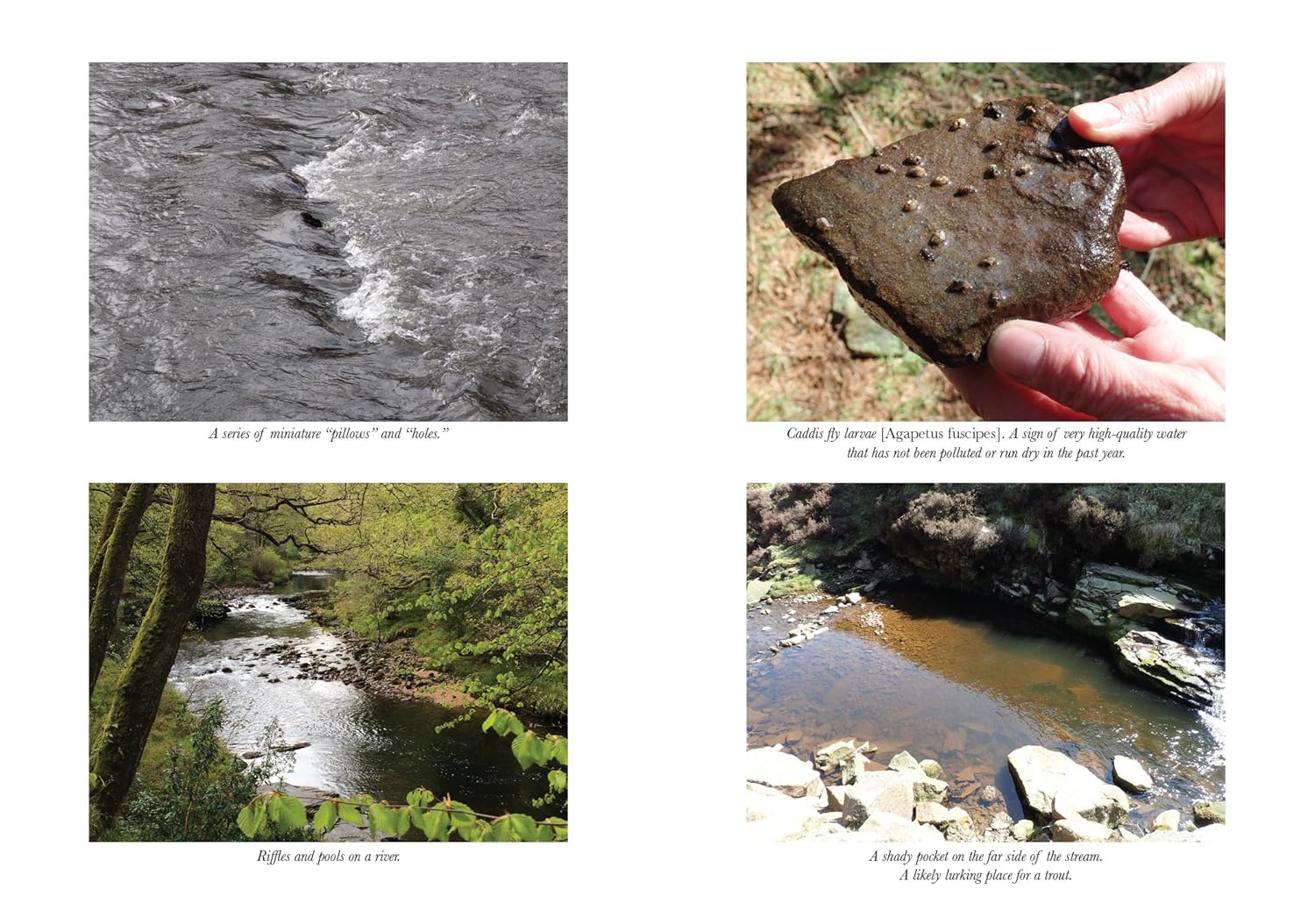 How to Read Water: Clues and Patterns from Puddles to the Sea