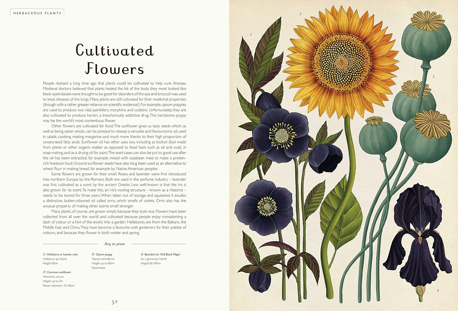 Botanicum: Welcome to the Museum - The 2017 offering from Big Picture Press's Welcome to the Museum series, Botanicum, is a brilliantly curated guide to plant life. From perennials to bulbs to tropical exotica, Botanicum is a wonderful feast of botanical knowledge complete with superb cross sections of how plants work.