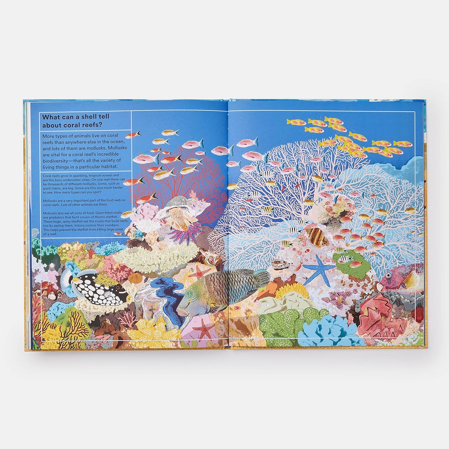What A Shell Can Tell by Phaidon Press