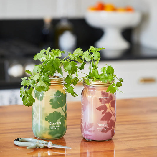 Hydroponic Herb Jars