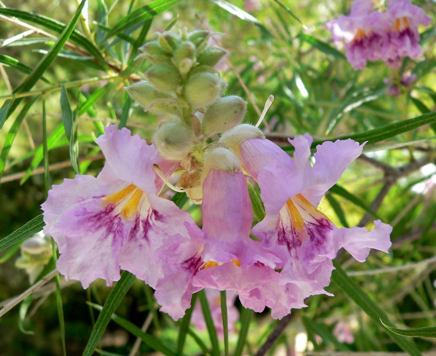 bhava wellness desert willow flower essence available at thread spun