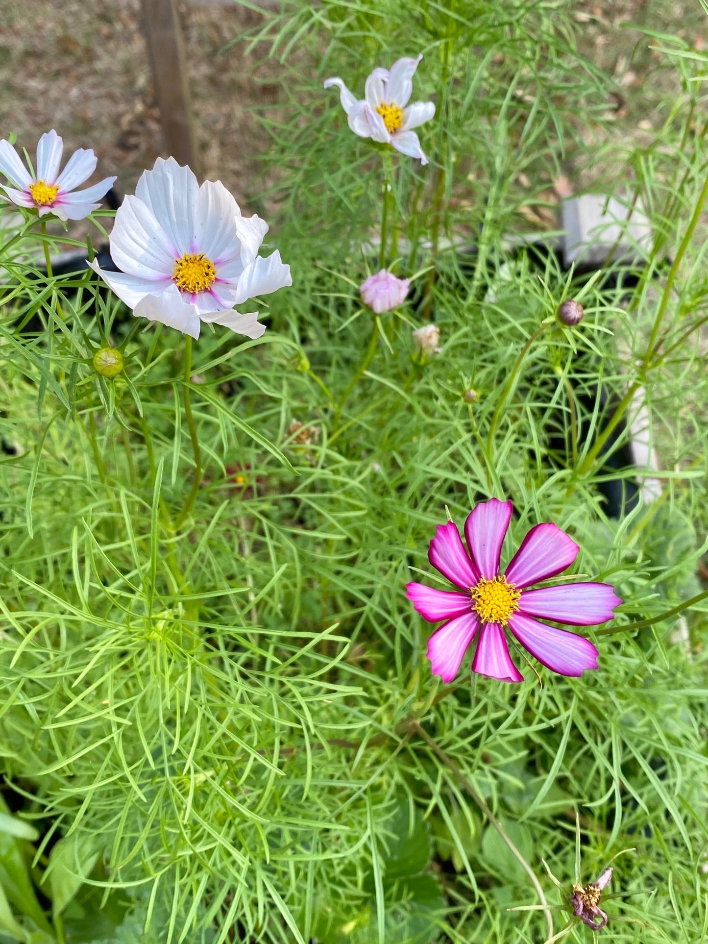 Imagine your garden filled with wonderful, colorful wildflowers that attract local bees and butterflies. Each wildflower seed drop is 100% biodegradable and contains a mixture of non-invasive, native annual and perennial wildflower seeds.