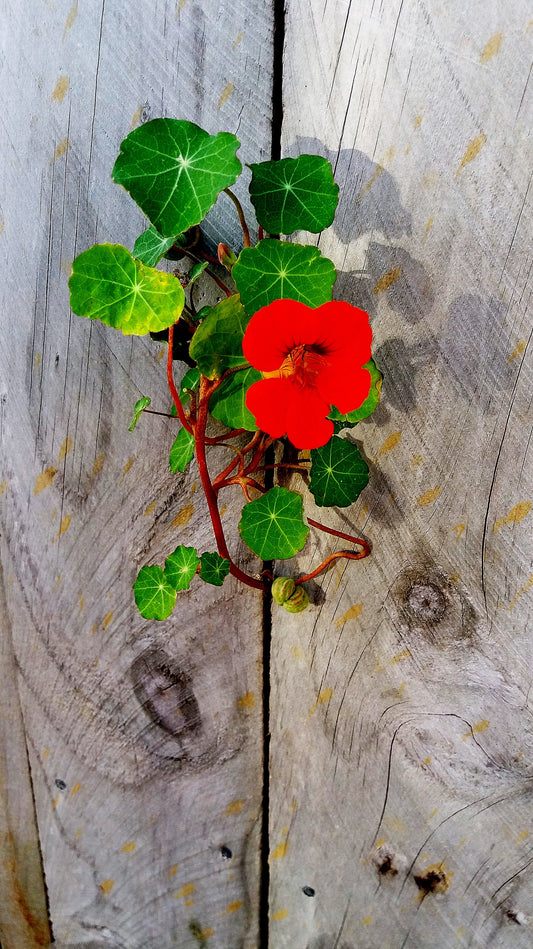 jonsteen collective / Nasturtium Flower Seed Grow Kit