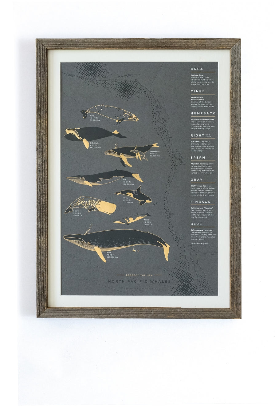 The North Pacific whale poster features eight whale species that migrate from Alaska to Mexico and back on an annual path of travel along the west coast, through the pacific waters. Great reference art that is both elegant and useful for your kitchen, dining room or kids room!