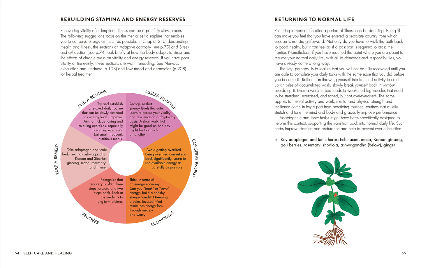 The Home Herbal: Restorative Herbal Remedies for the Mind, Body, and Soul