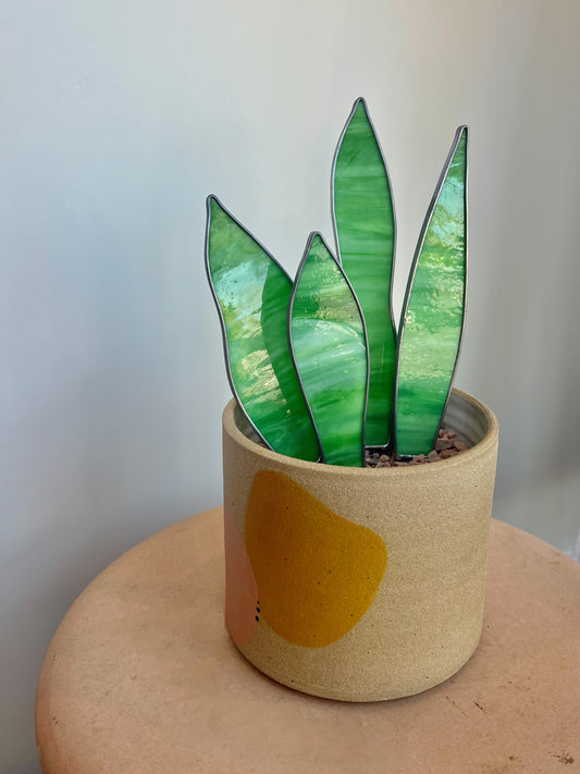 Stained Glass Snake Plant