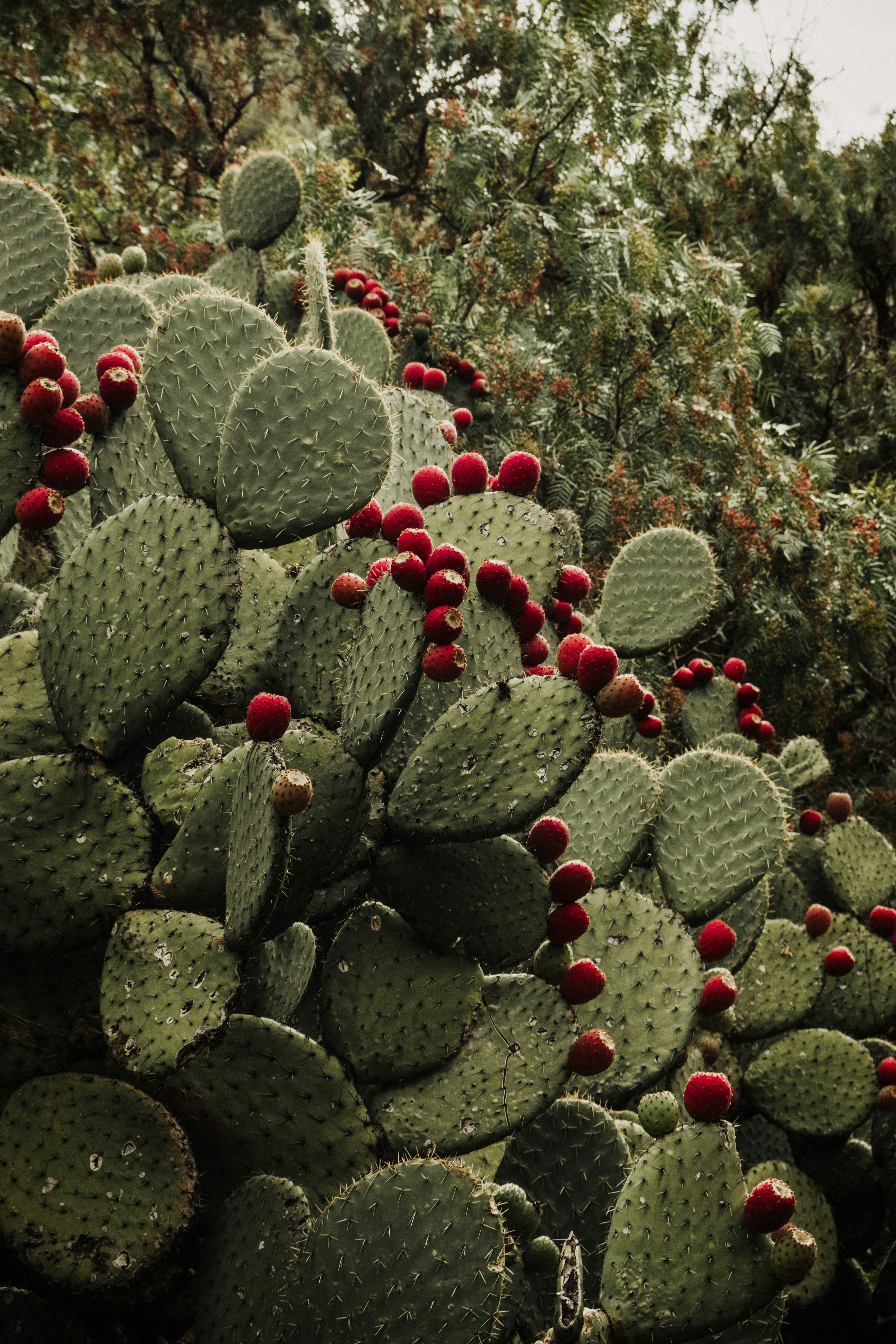 Cactus plant with red berries in Leucadia, Christmas colors