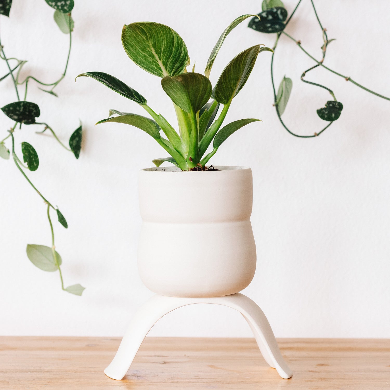 Give your plants a little lift - or use these porcelain planters as functional decor to hold candles, jewelry, as a catchall or in the kitchen.