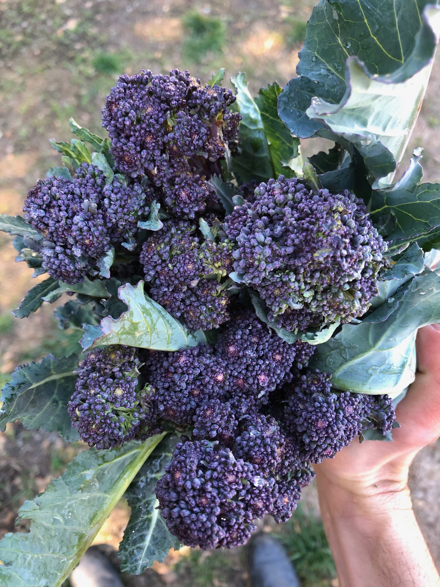 Purple Sprouting Broccoli Seeds